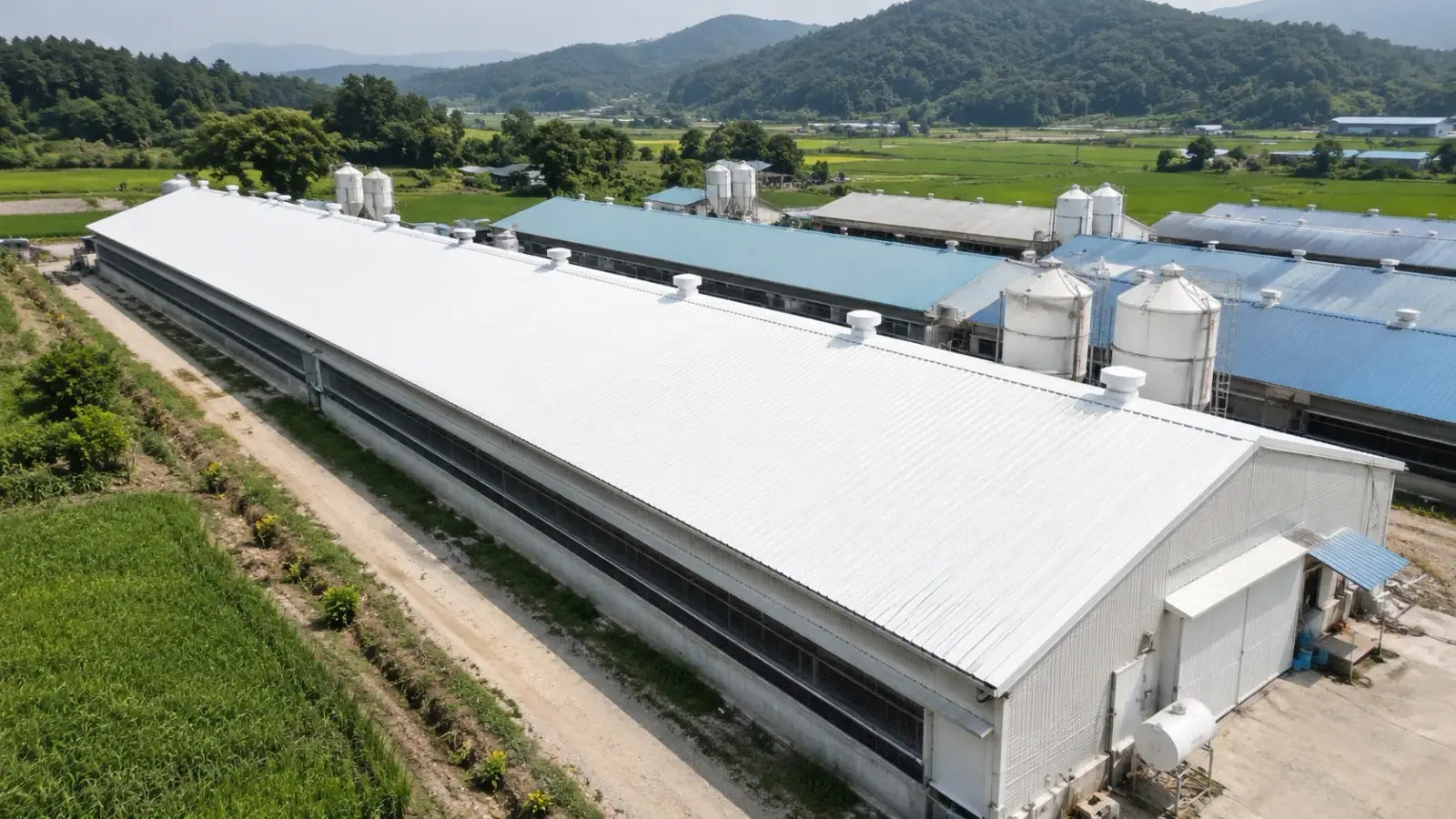 흰색 차열 도료로 도장한 축사 금속 지붕